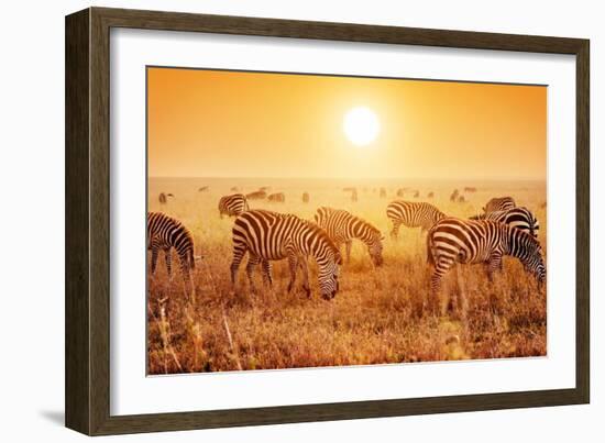 Zebras Herd on Savanna at Sunset, Africa. Safari in Serengeti, Tanzania-Michal Bednarek-Framed Photographic Print