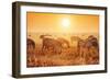 Zebras Herd on Savanna at Sunset, Africa. Safari in Serengeti, Tanzania-Michal Bednarek-Framed Photographic Print