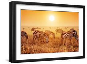 Zebras Herd on Savanna at Sunset, Africa. Safari in Serengeti, Tanzania-Michal Bednarek-Framed Photographic Print