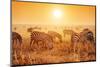 Zebras Herd on Savanna at Sunset, Africa. Safari in Serengeti, Tanzania-Michal Bednarek-Mounted Photographic Print