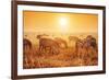 Zebras Herd on Savanna at Sunset, Africa. Safari in Serengeti, Tanzania-Michal Bednarek-Framed Photographic Print