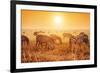 Zebras Herd on Savanna at Sunset, Africa. Safari in Serengeti, Tanzania-Michal Bednarek-Framed Photographic Print