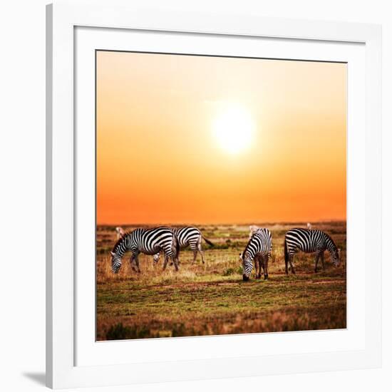 Zebras Herd on Savanna at Sunset, Africa. Safari in Serengeti, Tanzania-Michal Bednarek-Framed Photographic Print