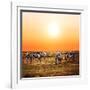 Zebras Herd on Savanna at Sunset, Africa. Safari in Serengeti, Tanzania-Michal Bednarek-Framed Photographic Print