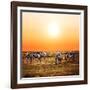 Zebras Herd on Savanna at Sunset, Africa. Safari in Serengeti, Tanzania-Michal Bednarek-Framed Photographic Print