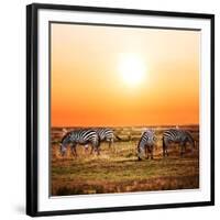 Zebras Herd on Savanna at Sunset, Africa. Safari in Serengeti, Tanzania-Michal Bednarek-Framed Photographic Print