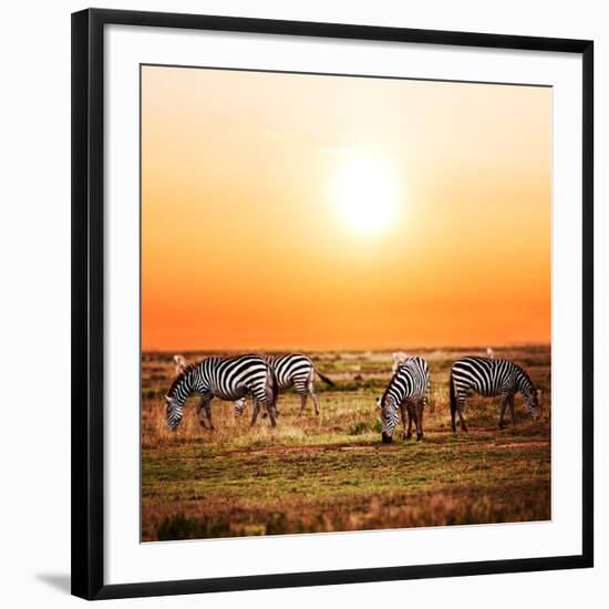 Zebras Herd on Savanna at Sunset, Africa. Safari in Serengeti, Tanzania-Michal Bednarek-Framed Photographic Print