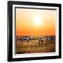 Zebras Herd on Savanna at Sunset, Africa. Safari in Serengeti, Tanzania-Michal Bednarek-Framed Photographic Print