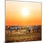 Zebras Herd on Savanna at Sunset, Africa. Safari in Serengeti, Tanzania-Michal Bednarek-Mounted Photographic Print