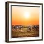 Zebras Herd on Savanna at Sunset, Africa. Safari in Serengeti, Tanzania-Michal Bednarek-Framed Photographic Print