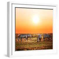 Zebras Herd on Savanna at Sunset, Africa. Safari in Serengeti, Tanzania-Michal Bednarek-Framed Photographic Print