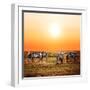 Zebras Herd on Savanna at Sunset, Africa. Safari in Serengeti, Tanzania-Michal Bednarek-Framed Photographic Print