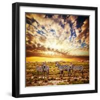 Zebras Herd on Savanna at Sunset, Africa. Safari in Serengeti, Tanzania-Michal Bednarek-Framed Photographic Print