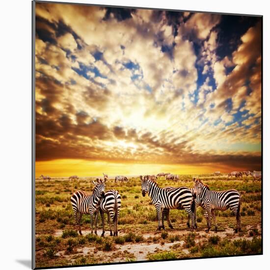 Zebras Herd on Savanna at Sunset, Africa. Safari in Serengeti, Tanzania-Michal Bednarek-Mounted Photographic Print