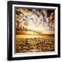 Zebras Herd on Savanna at Sunset, Africa. Safari in Serengeti, Tanzania-Michal Bednarek-Framed Photographic Print