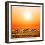 Zebras Herd on Savanna at Sunset, Africa. Safari in Serengeti, Tanzania-Michal Bednarek-Framed Photographic Print