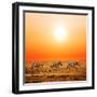 Zebras Herd on Savanna at Sunset, Africa. Safari in Serengeti, Tanzania-Michal Bednarek-Framed Photographic Print