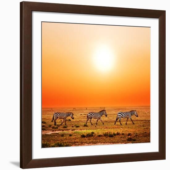 Zebras Herd on Savanna at Sunset, Africa. Safari in Serengeti, Tanzania-Michal Bednarek-Framed Photographic Print