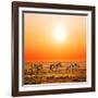 Zebras Herd on Savanna at Sunset, Africa. Safari in Serengeti, Tanzania-Michal Bednarek-Framed Photographic Print