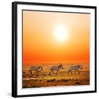 Zebras Herd on Savanna at Sunset, Africa. Safari in Serengeti, Tanzania-Michal Bednarek-Framed Photographic Print