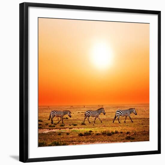 Zebras Herd on Savanna at Sunset, Africa. Safari in Serengeti, Tanzania-Michal Bednarek-Framed Photographic Print