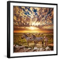 Zebras Herd on Savanna at Sunset, Africa. Safari in Serengeti, Tanzania-Michal Bednarek-Framed Photographic Print