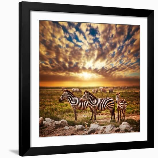 Zebras Herd on Savanna at Sunset, Africa. Safari in Serengeti, Tanzania-Michal Bednarek-Framed Photographic Print