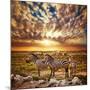 Zebras Herd on Savanna at Sunset, Africa. Safari in Serengeti, Tanzania-Michal Bednarek-Mounted Photographic Print