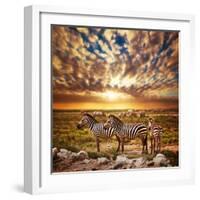 Zebras Herd on Savanna at Sunset, Africa. Safari in Serengeti, Tanzania-Michal Bednarek-Framed Photographic Print