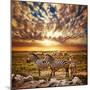 Zebras Herd on Savanna at Sunset, Africa. Safari in Serengeti, Tanzania-Michal Bednarek-Mounted Photographic Print