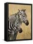 Zebras Herding in the Fields, Maasai Mara, Kenya-Joe Restuccia III-Framed Stretched Canvas