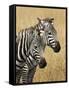 Zebras Herding in the Fields, Maasai Mara, Kenya-Joe Restuccia III-Framed Stretched Canvas