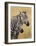 Zebras Herding in the Fields, Maasai Mara, Kenya-Joe Restuccia III-Framed Photographic Print