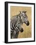 Zebras Herding in the Fields, Maasai Mara, Kenya-Joe Restuccia III-Framed Photographic Print