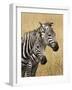 Zebras Herding in the Fields, Maasai Mara, Kenya-Joe Restuccia III-Framed Photographic Print