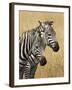 Zebras Herding in the Fields, Maasai Mara, Kenya-Joe Restuccia III-Framed Photographic Print