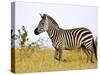 Zebras Herding in The Fields, Maasai Mara, Kenya-Joe Restuccia III-Stretched Canvas