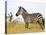 Zebras Herding in The Fields, Maasai Mara, Kenya-Joe Restuccia III-Stretched Canvas