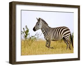 Zebras Herding in The Fields, Maasai Mara, Kenya-Joe Restuccia III-Framed Photographic Print