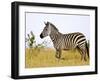 Zebras Herding in The Fields, Maasai Mara, Kenya-Joe Restuccia III-Framed Photographic Print