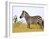 Zebras Herding in The Fields, Maasai Mara, Kenya-Joe Restuccia III-Framed Photographic Print