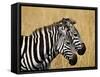 Zebras Herding in The Fields, Maasai Mara, Kenya-Joe Restuccia III-Framed Stretched Canvas