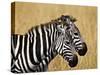 Zebras Herding in The Fields, Maasai Mara, Kenya-Joe Restuccia III-Stretched Canvas