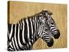 Zebras Herding in The Fields, Maasai Mara, Kenya-Joe Restuccia III-Stretched Canvas