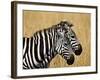 Zebras Herding in The Fields, Maasai Mara, Kenya-Joe Restuccia III-Framed Photographic Print