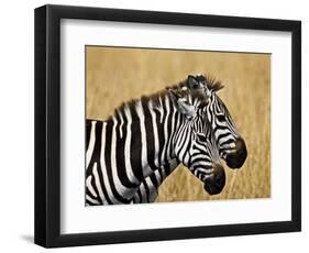 Zebras Herding in The Fields, Maasai Mara, Kenya-Joe Restuccia III-Framed Photographic Print