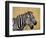 Zebras Herding in The Fields, Maasai Mara, Kenya-Joe Restuccia III-Framed Photographic Print