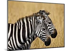 Zebras Herding in The Fields, Maasai Mara, Kenya-Joe Restuccia III-Mounted Photographic Print