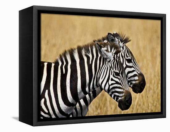 Zebras Herding in The Fields, Maasai Mara, Kenya-Joe Restuccia III-Framed Stretched Canvas