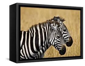 Zebras Herding in The Fields, Maasai Mara, Kenya-Joe Restuccia III-Framed Stretched Canvas